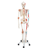 3B Scientific Human Skeleton Model Sam with Muscles and Ligaments