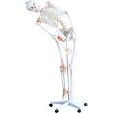 66fit Human Flexible Skeleton with Ligaments 180cm