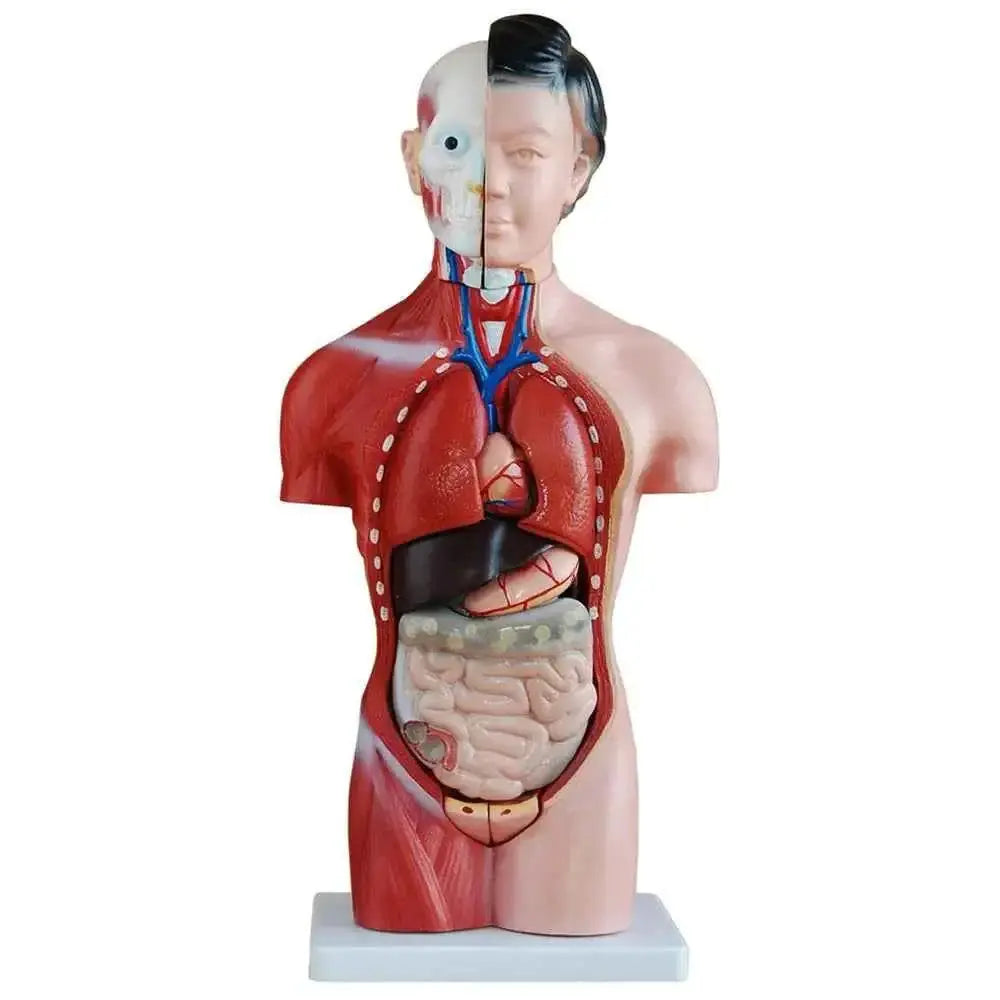 66fit Female Torso - 15 Parts - 42cm Tall 15 Parts,Dissectible into 15 parts,Height: 42cm,Washable PVC