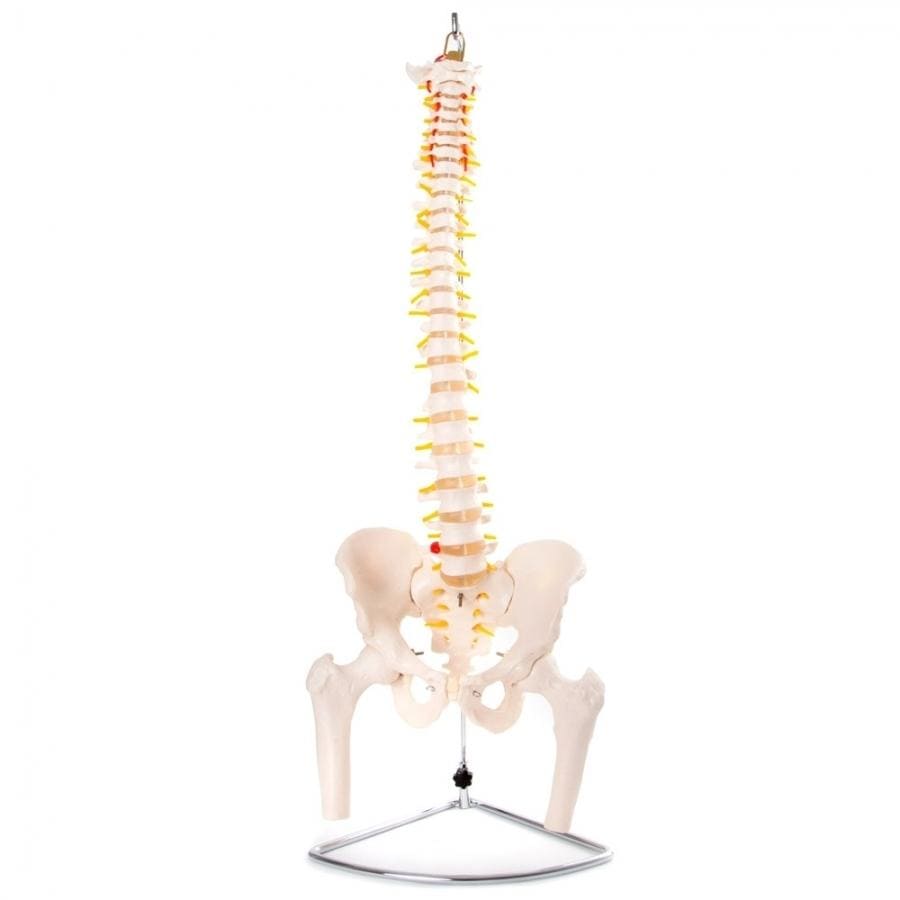 66FIT Flexible Vertebral Column With Pelvis & Femur Heads