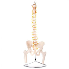 66FIT Flexible Vertebral Column With Pelvis & Femur Heads
