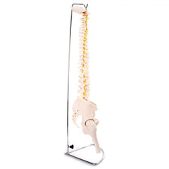 66FIT Flexible Vertebral Column With Pelvis & Femur Heads - image 3