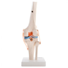 66FIT Human Knee Joint - image 3