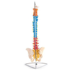 66FIT Vertebral Column With Pelvis (Coloured)