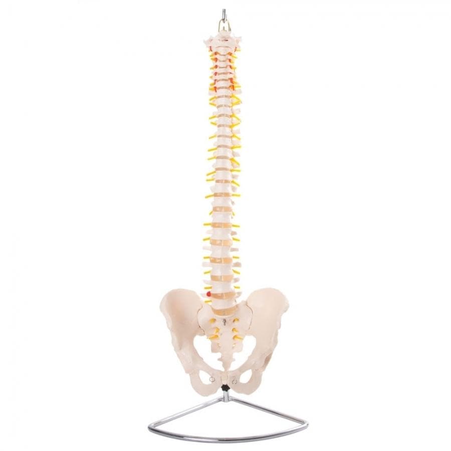 66FIT Vertebral Column With Pelvis (Spine)
