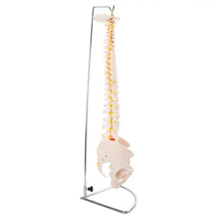 66FIT Vertebral Column With Pelvis (Spine) - image 3