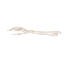 3B Scientific Functional Human Hand Skeleton Model With Ulna & Radius - image 4