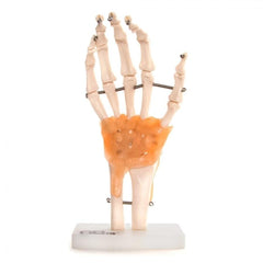 Anatomical Model Human Hand Joint With Ligaments