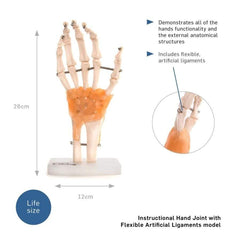 Anatomical Model Human Hand Joint With Ligaments - image 2