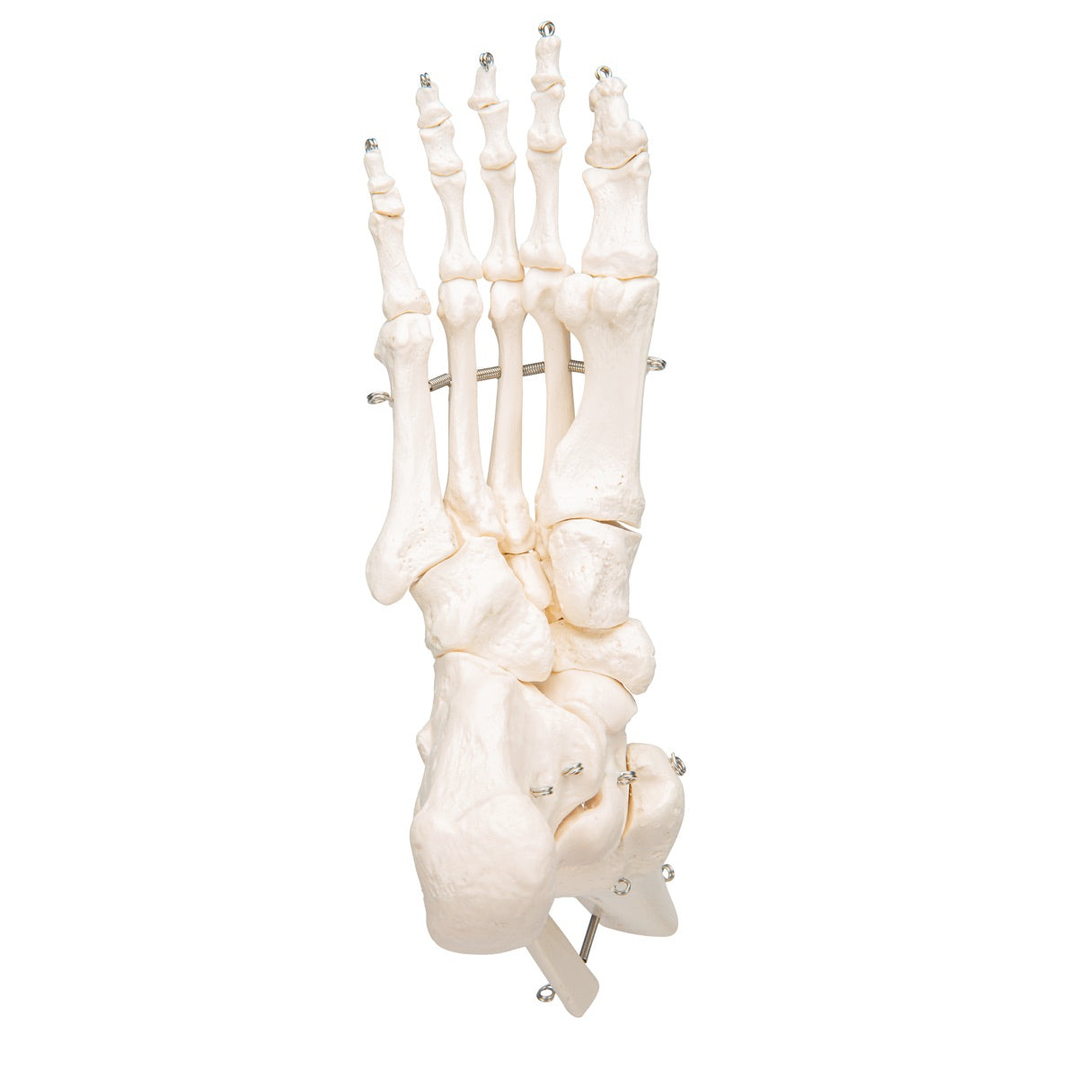 3B Scientific Foot & Ankle Skeleton - image 7