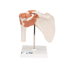 3B Scientific Functional Human Shoulder Joint Model