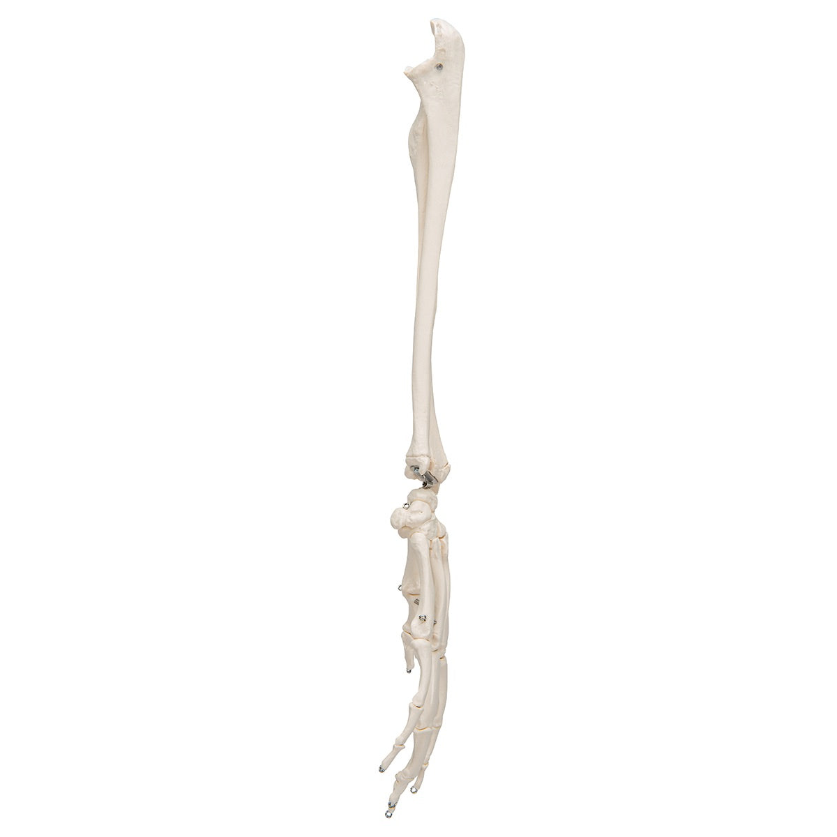 3B Scientific Functional Human Hand Skeleton Model With Ulna & Radius - image 3