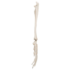 3B Scientific Functional Human Hand Skeleton Model With Ulna & Radius - image 3