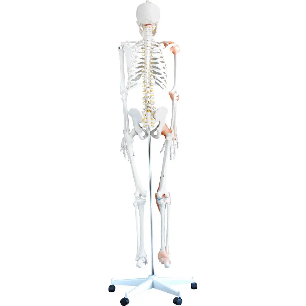 66fit Skeleton skull detail