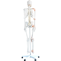 66fit Skeleton skull detail