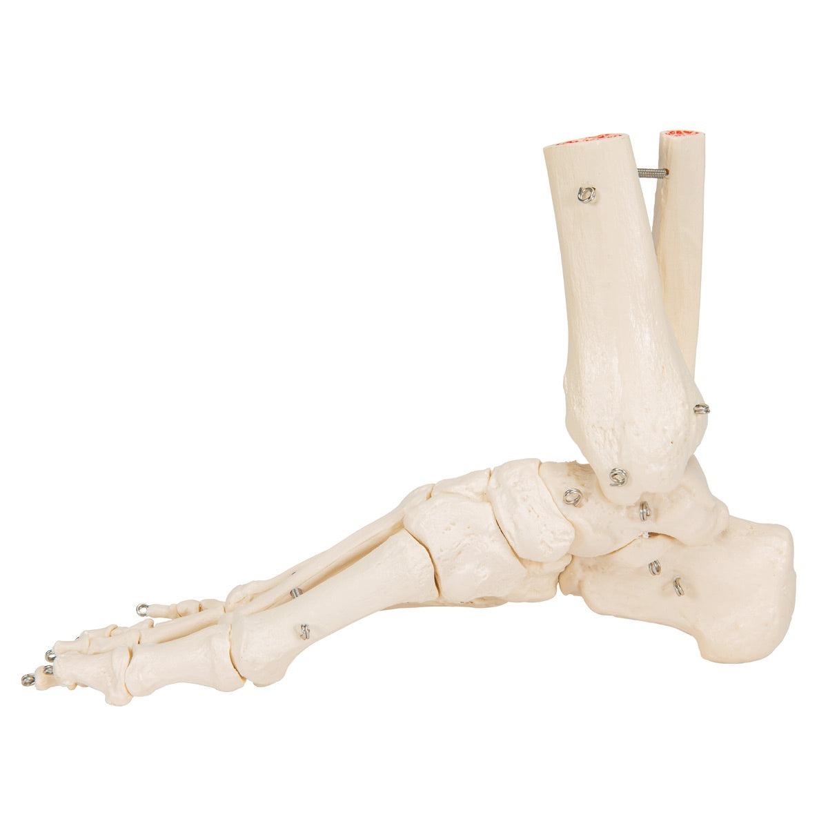 3B Scientific Foot & Ankle Skeleton - image 4