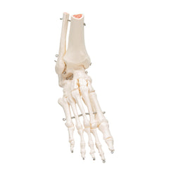 3B Scientific Foot & Ankle Skeleton - image 2