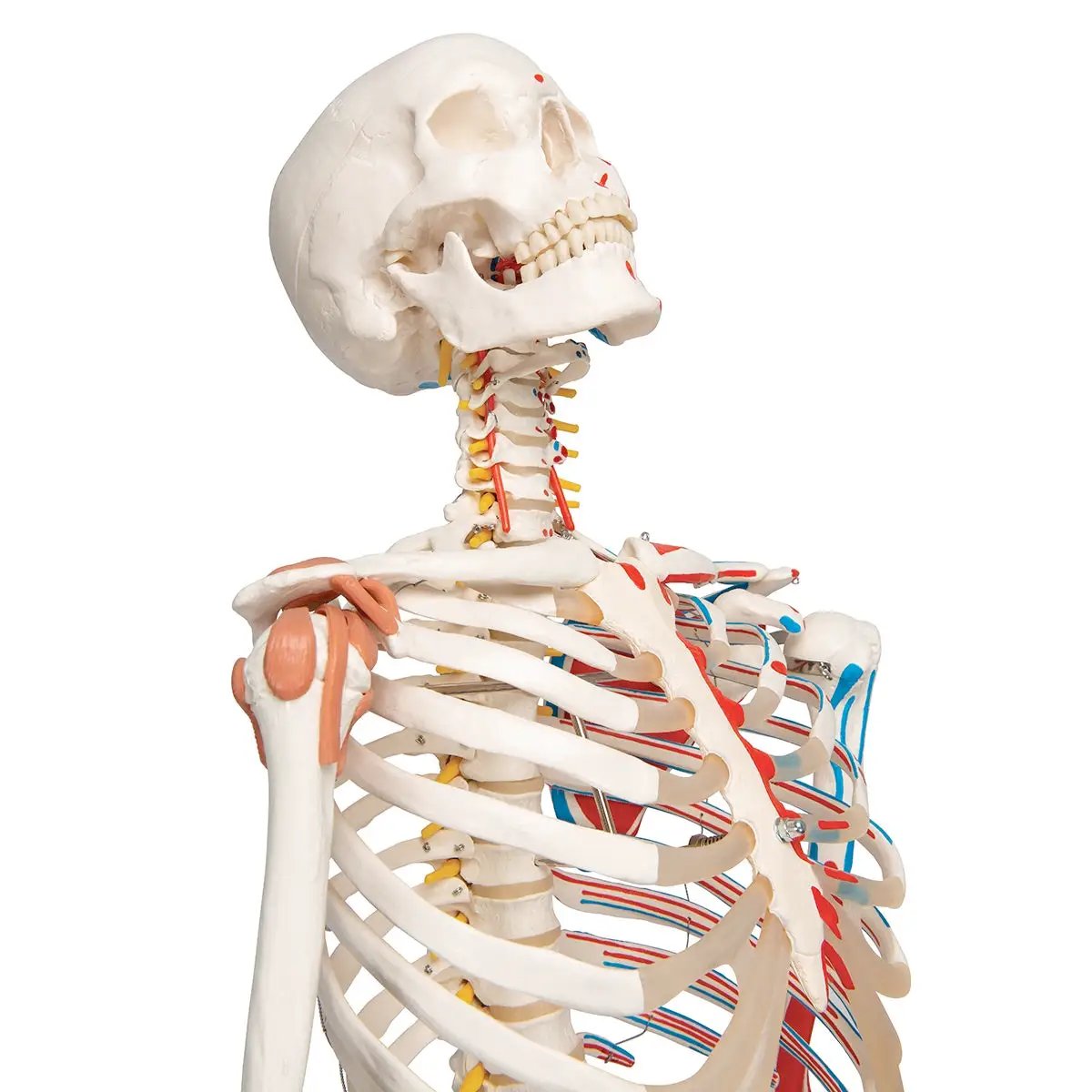 3B Scientific SAM Skeleton on stand