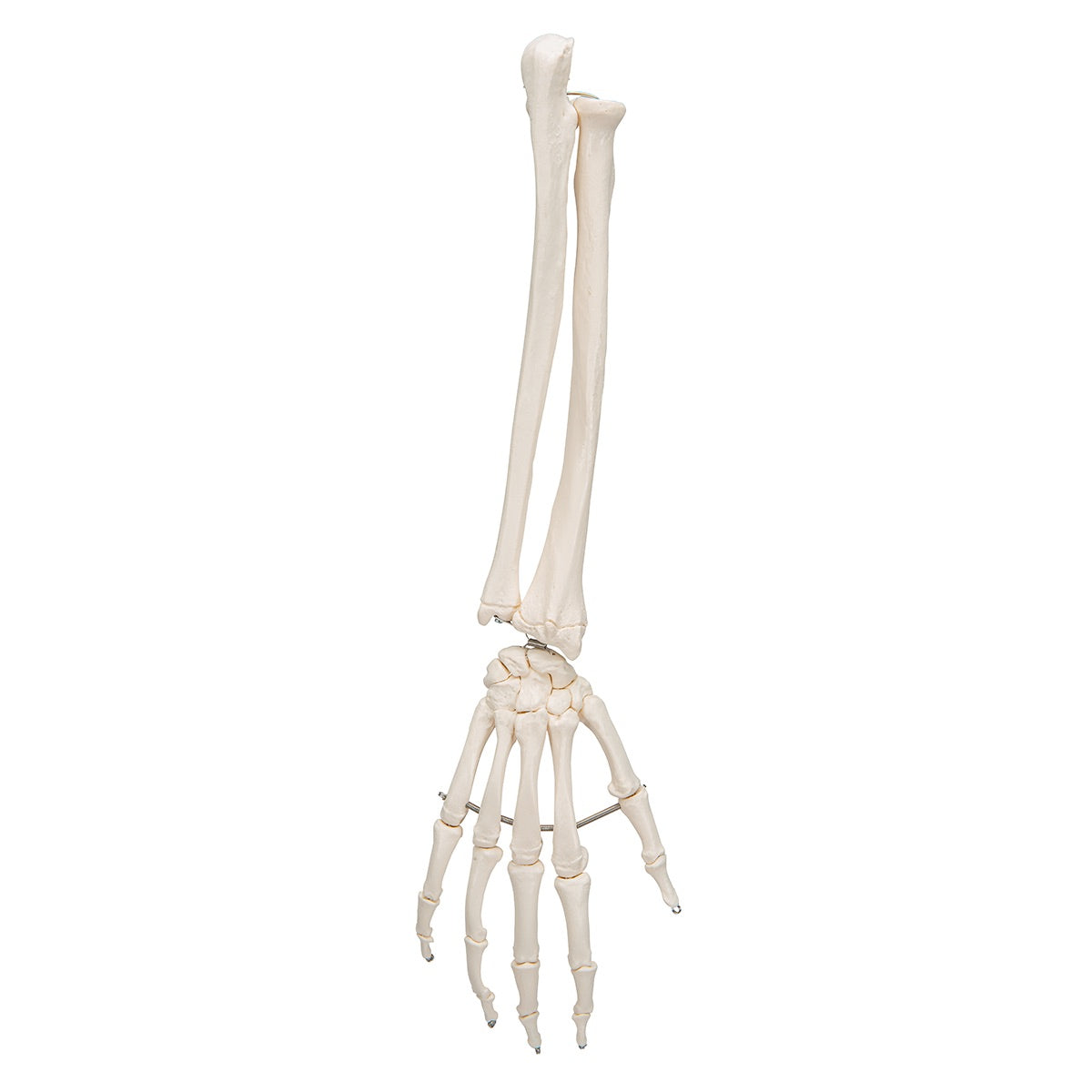 3B Scientific Functional Human Hand Skeleton Model With Ulna & Radius - image 2