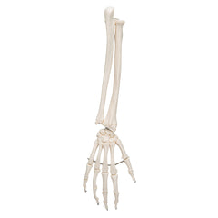 3B Scientific Functional Human Hand Skeleton Model With Ulna & Radius - image 2