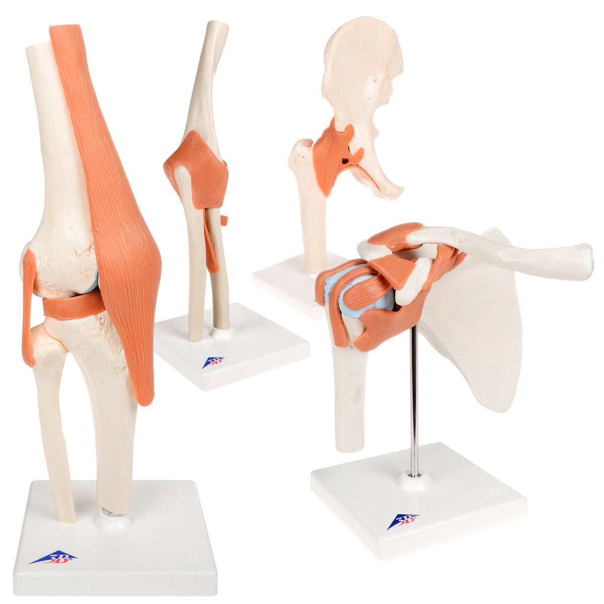 3B Scientific Anatomy Set Joints Luxury