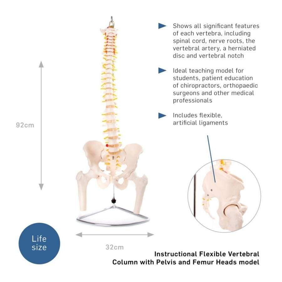 66FIT Flexible Vertebral Column With Pelvis & Femur Heads - image 2