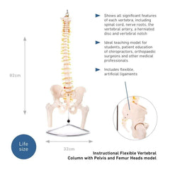 66FIT Flexible Vertebral Column With Pelvis & Femur Heads - image 2