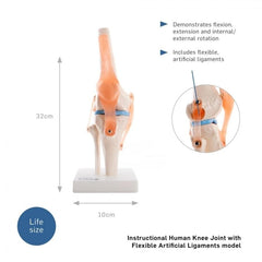 66FIT Human Knee Joint - image 2