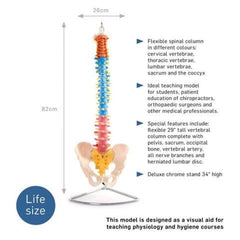 66FIT Vertebral Column With Pelvis (Coloured) - image 2