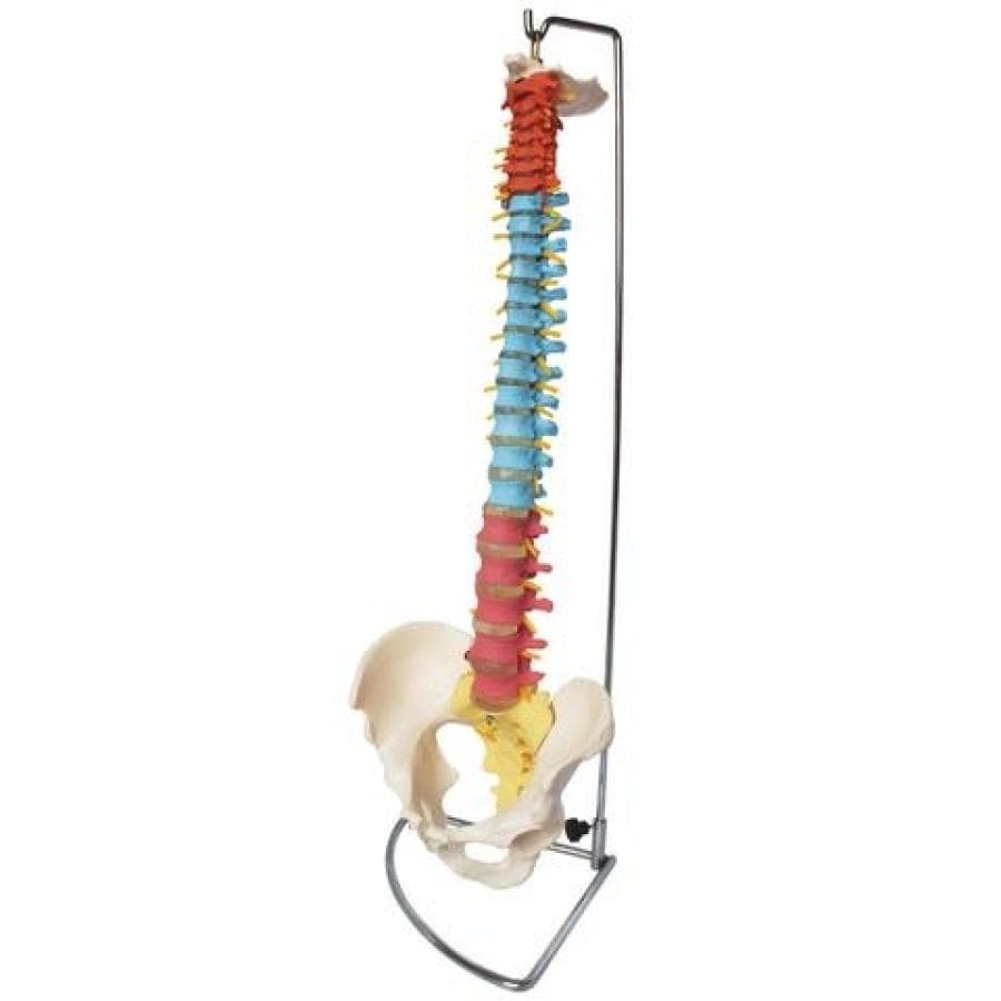 66FIT Vertebral Column With Pelvis (Coloured) - image 3