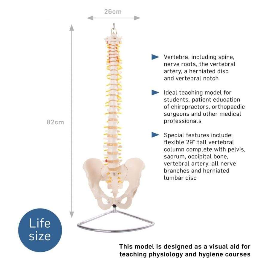 66FIT Vertebral Column With Pelvis (Spine) - image 2