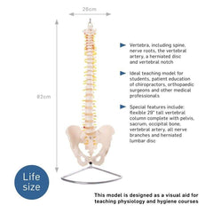 66FIT Vertebral Column With Pelvis (Spine) - image 2