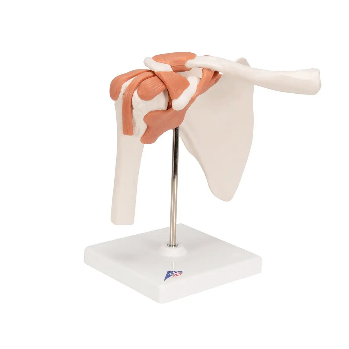 3B Shoulder Model rear view