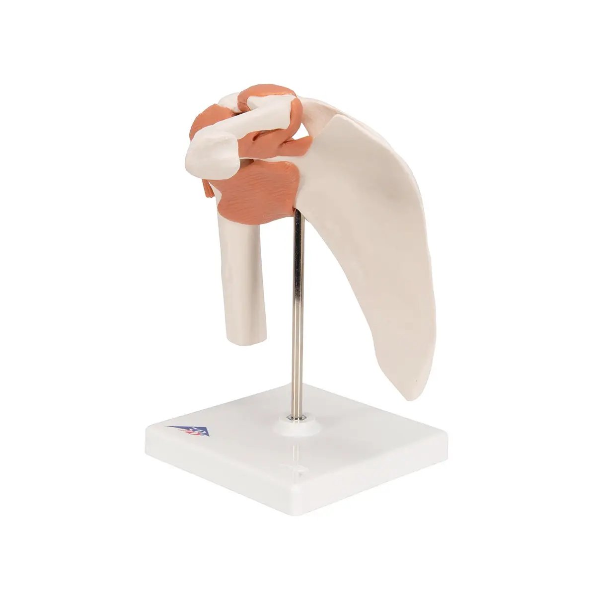 3B Shoulder Model on stand