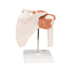 3B Shoulder Model front view