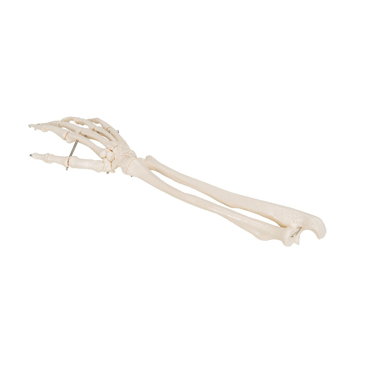 3B Scientific Functional Human Hand Skeleton Model With Ulna & Radius - image 5