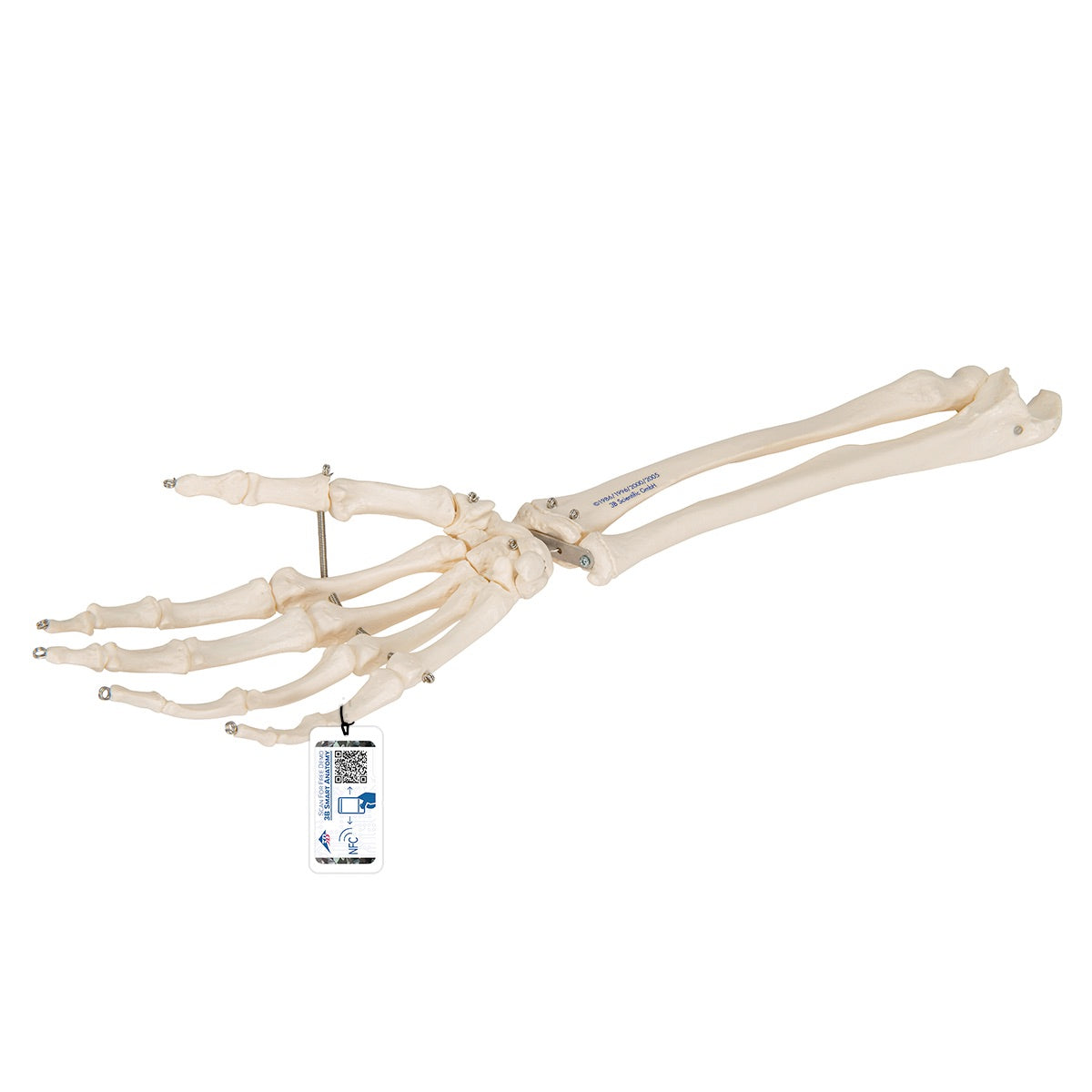 3B Scientific Functional Human Hand Skeleton Model With Ulna & Radius - image 7