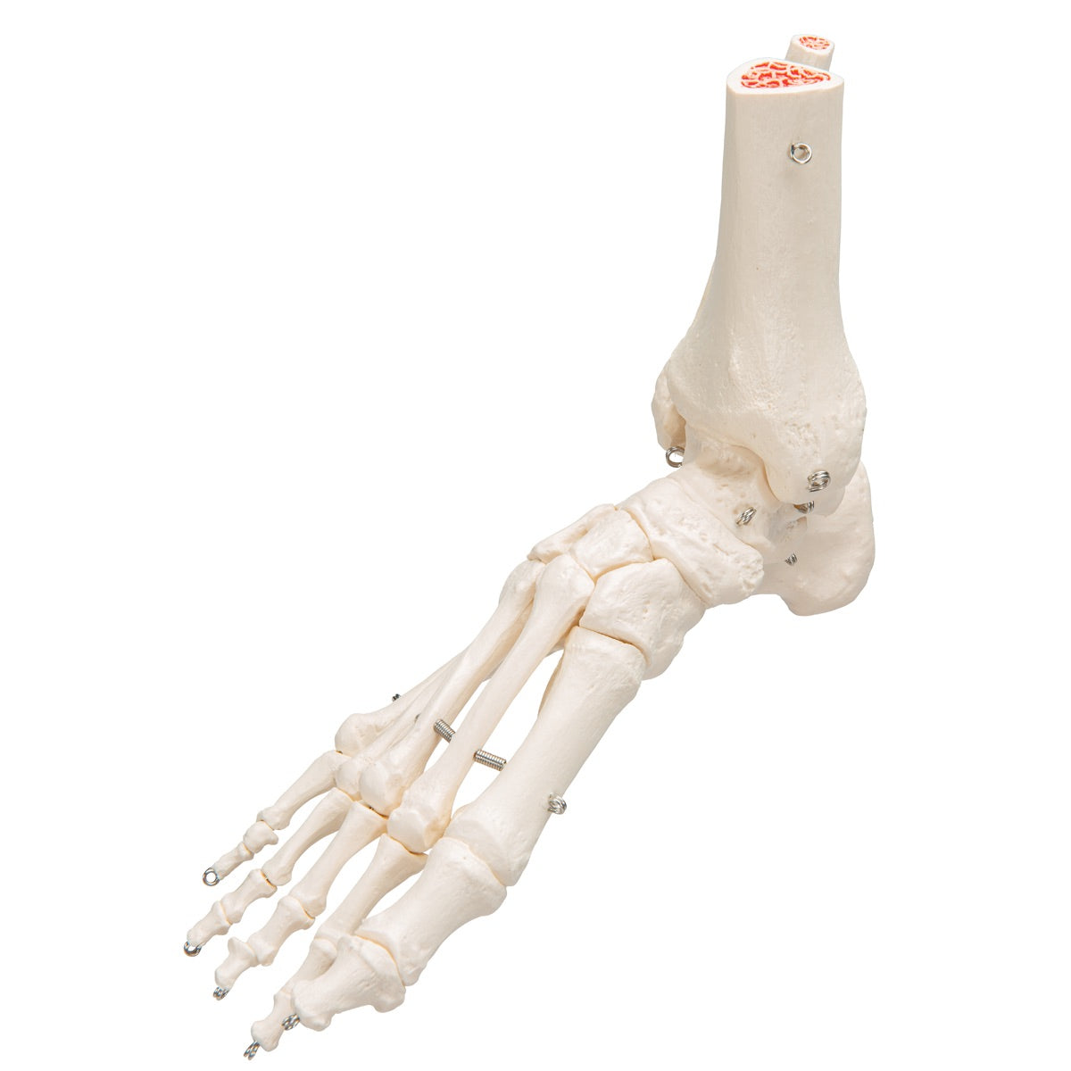 3B Scientific Foot & Ankle Skeleton - image 3
