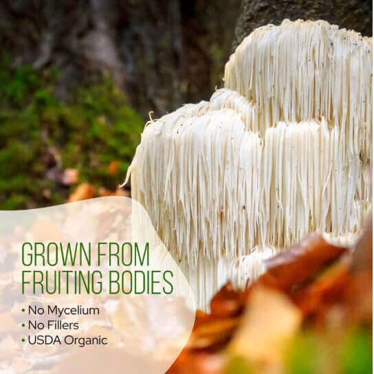 La Republica Matcha with Lion's Mane Extract Powder 60g coffee,daily vitamins,Decafe Coffee,Decafe Instant Mushroom Coffee,Matcha,Matcha with Lion's Mane,Multi vitamins,multivitamins,Mushroom Coffee,Rich in vitamins and minerals,vitamins,Vitamins & Supple