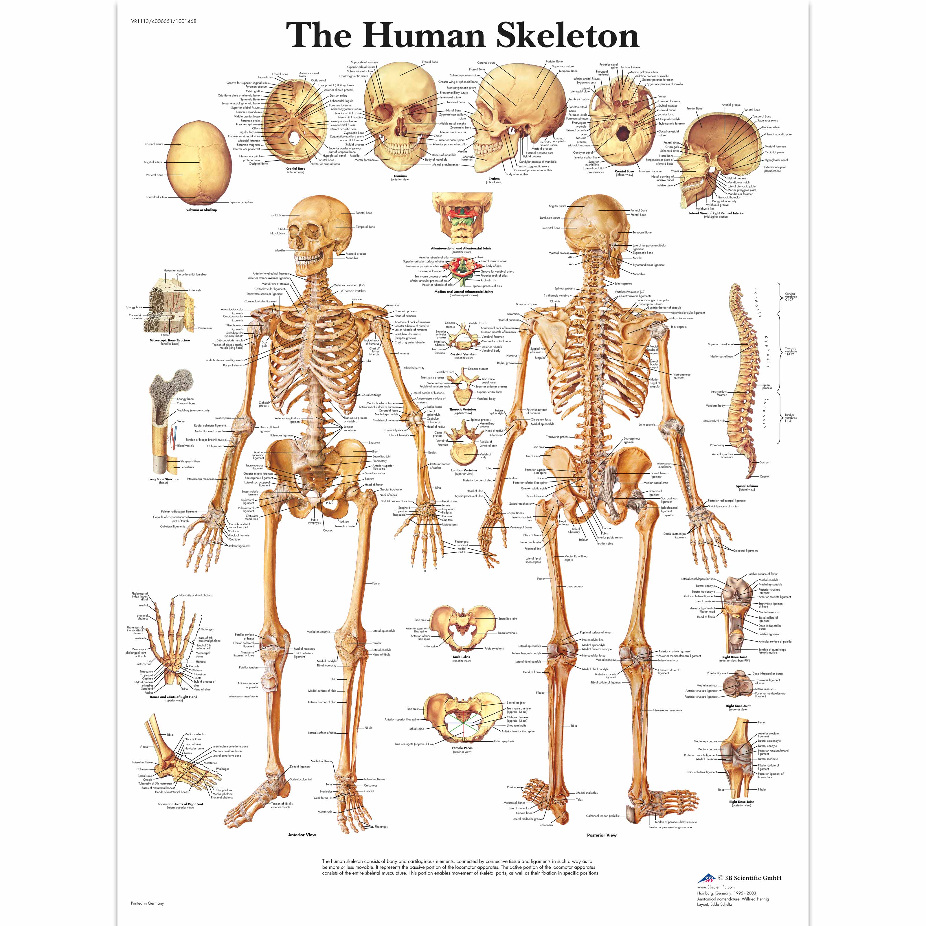 Chart The Skeletal System