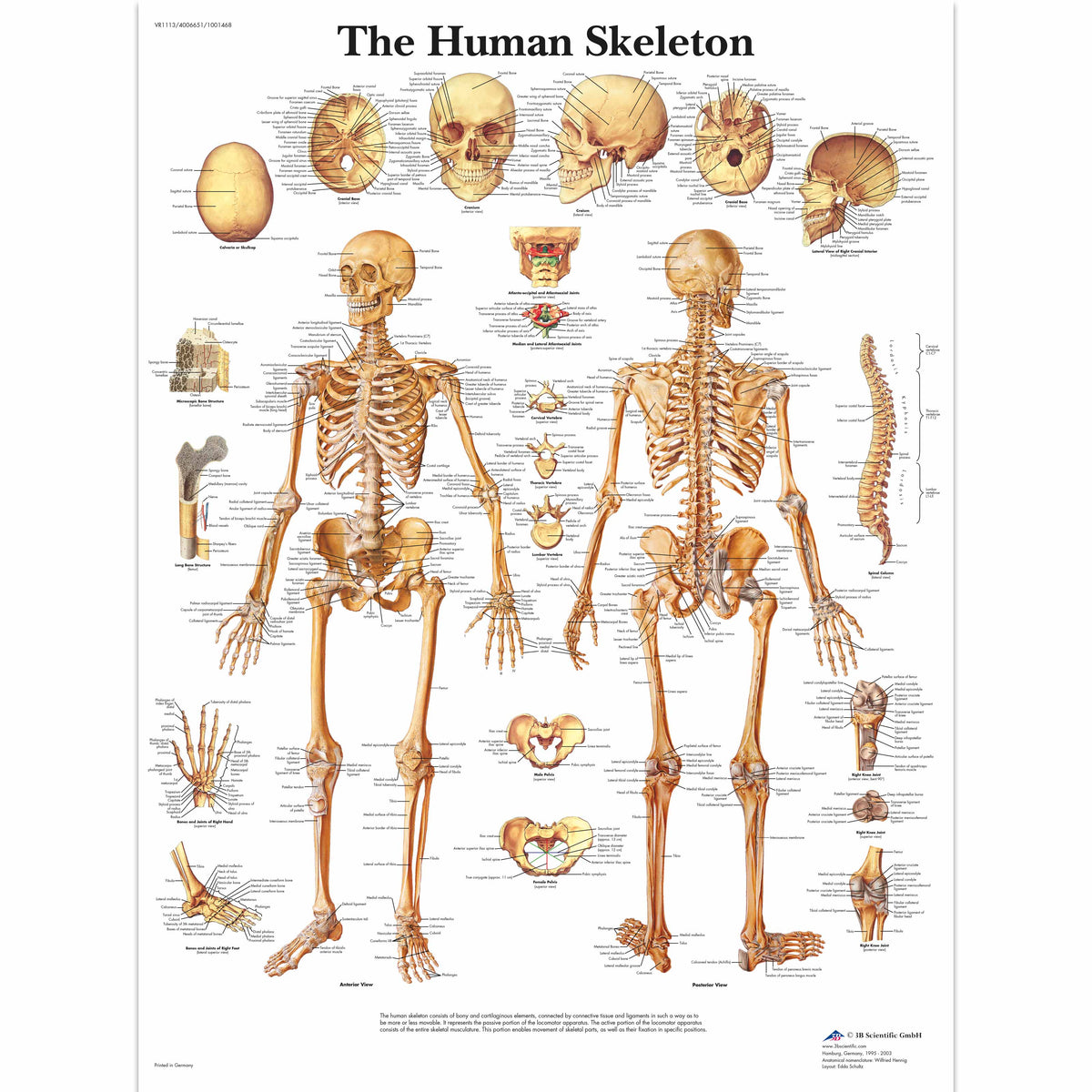 Chart The Skeletal System