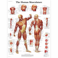 Chart Muscular System