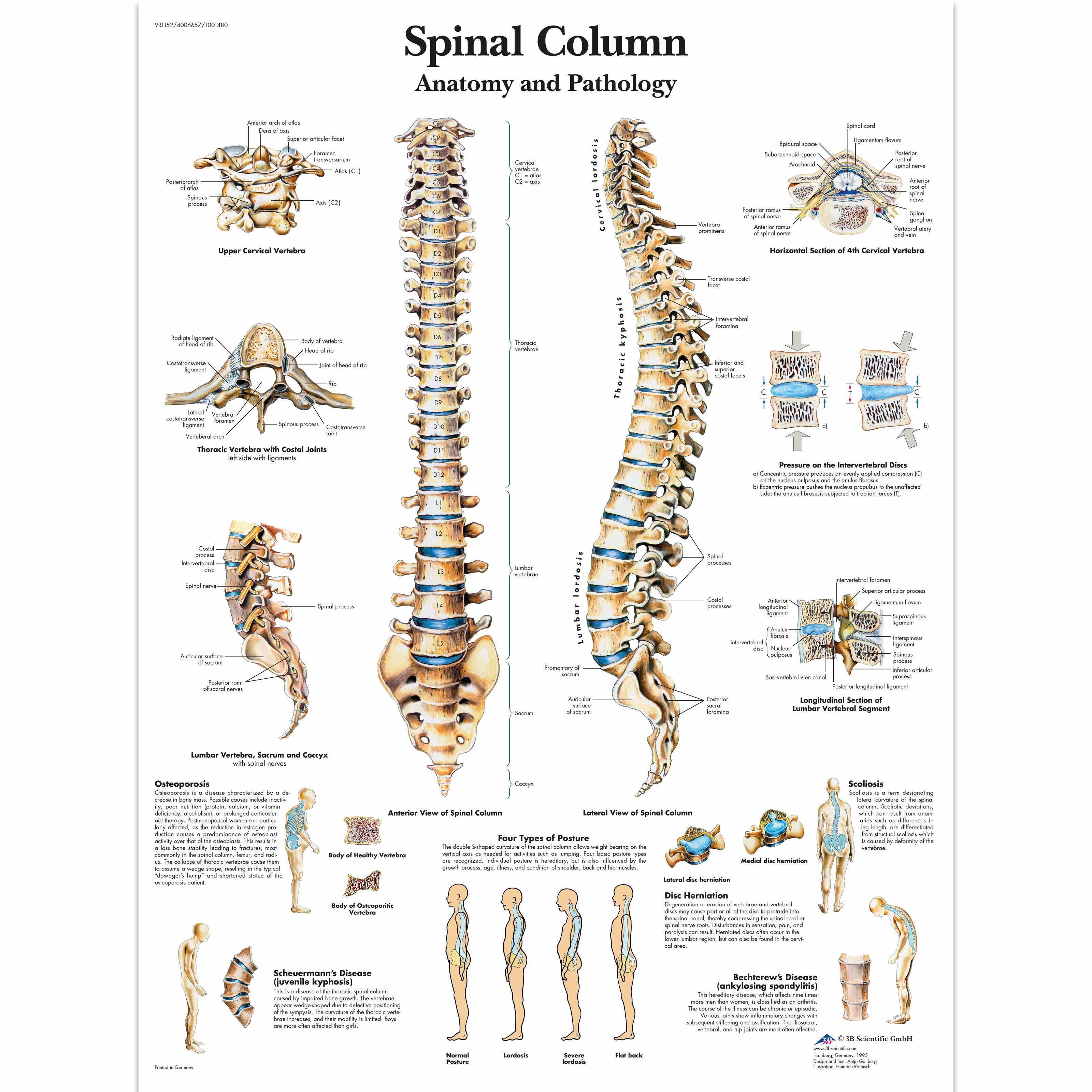 Chart The Vertebral Column