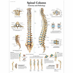 Chart The Vertebral Column