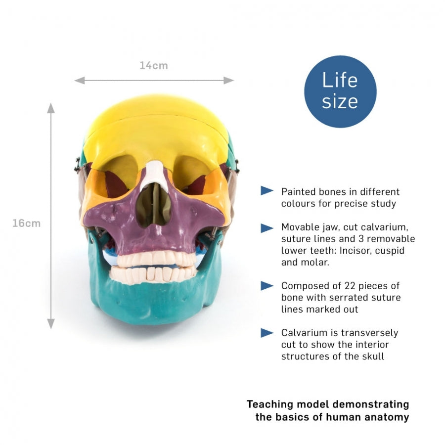 66FIT Life Size Human Skull - Coloured Bones - image 2
