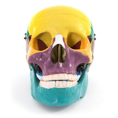 66FIT Life Size Human Skull - Coloured Bones