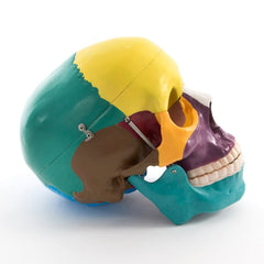 66FIT Life Size Human Skull - Coloured Bones - image 3