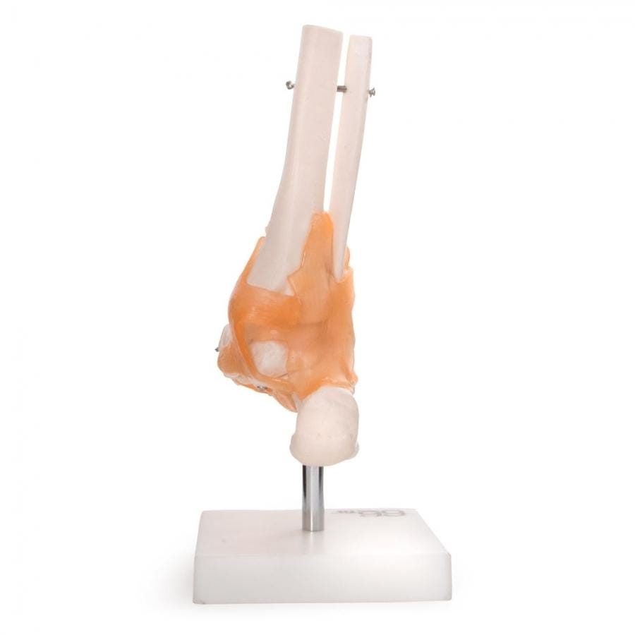 Anatomical Model Foot Joint With Ligaments - image 3