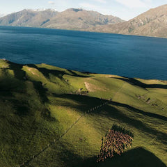 Cervidor Deer Sinew Capsules