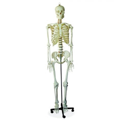 Human Skeleton - 170CM Tall